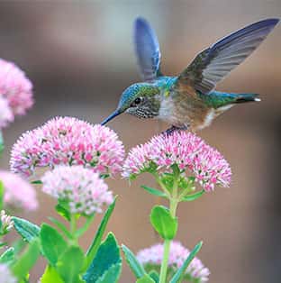 WILDLIFE & PET CARE