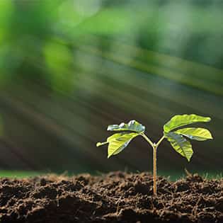 SEEDS & BULBS