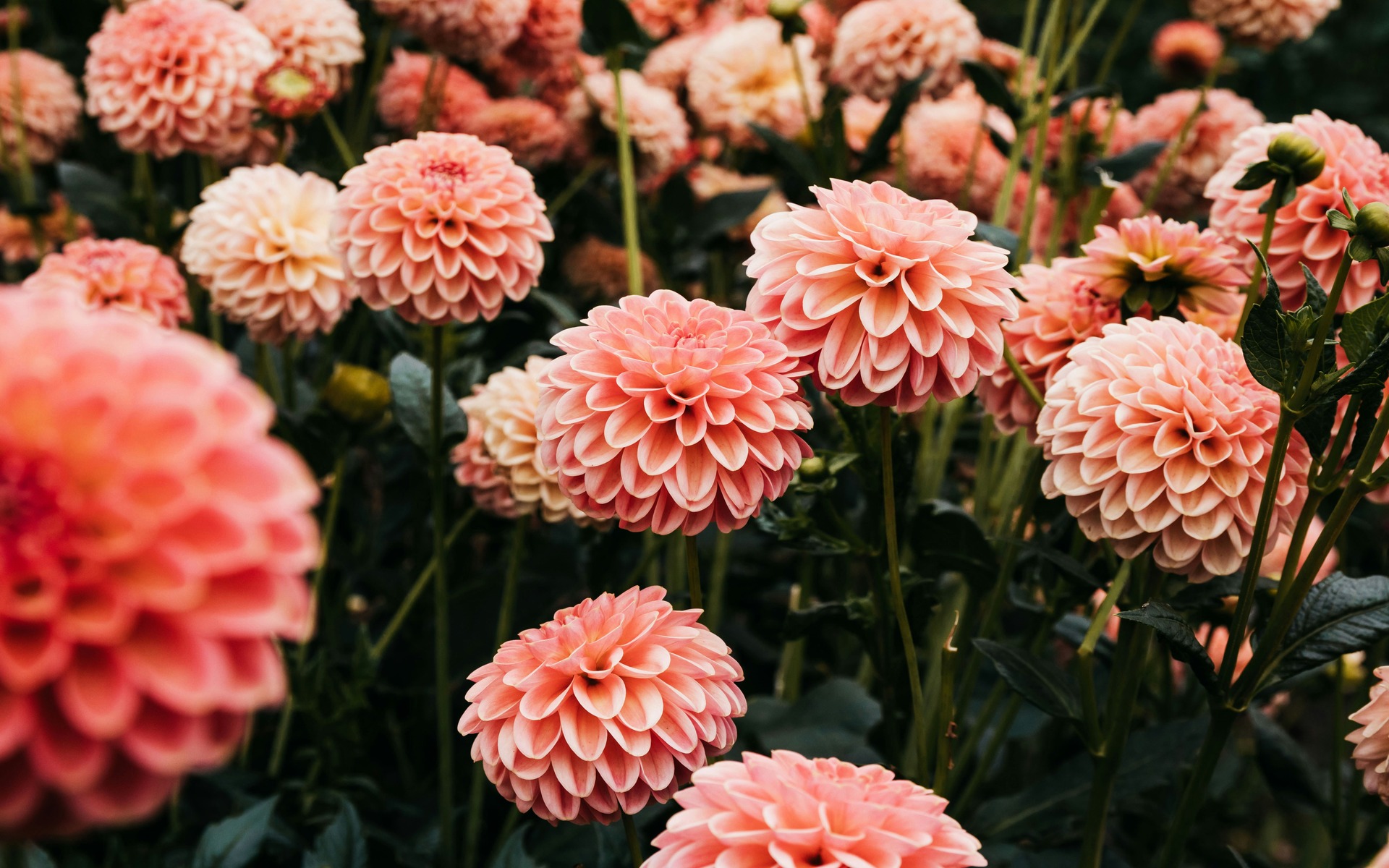 Flower Bulbs | The One Stop Garden Shop