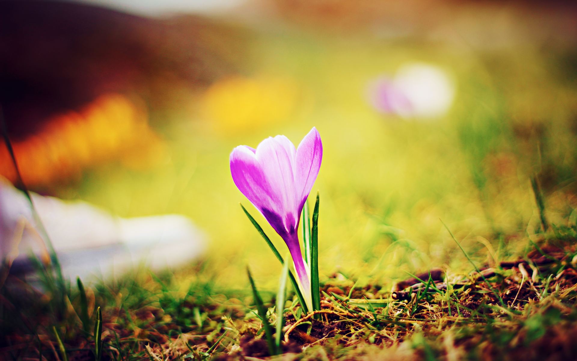 Flower, fruit & vegetable flowers