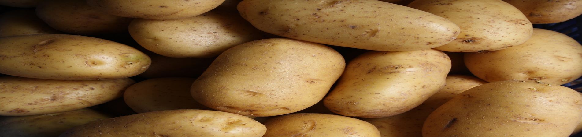 Seed Potatoes Seed Potatoes