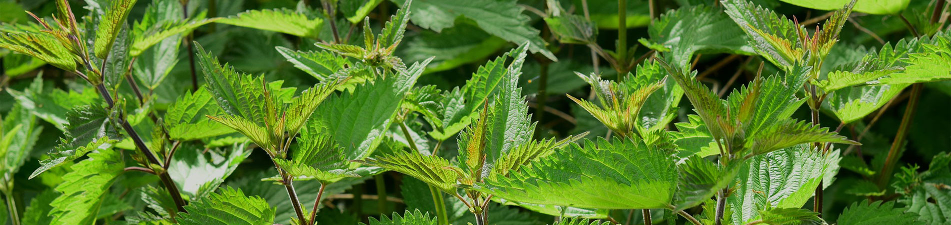 Weed Control Weed Control