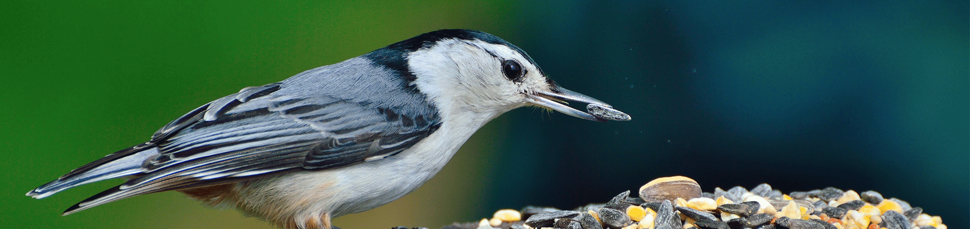 Wild Bird Feed & Treats Wild Bird Feed & Treats