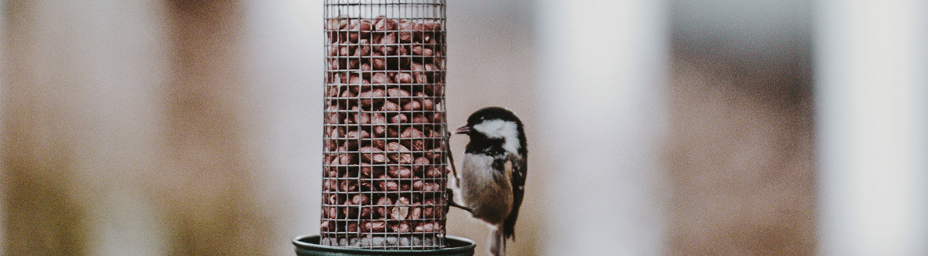 Wild Bird Feeders Wild Bird Feeders