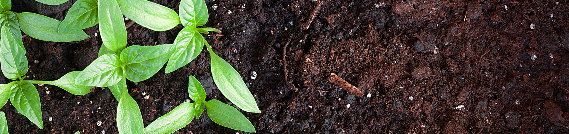 Compost Compost