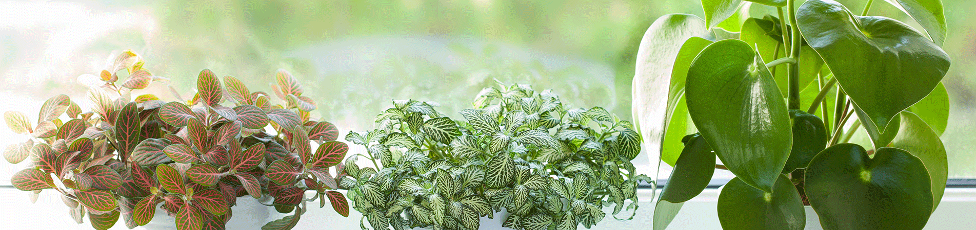 Houseplant Care Houseplant Care