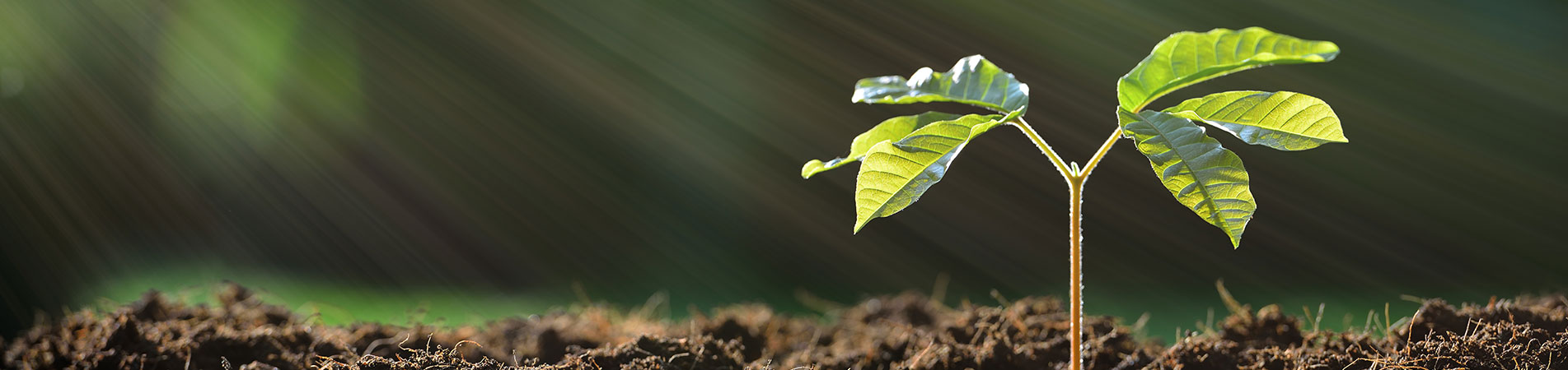 Plant Food & Fertilisers Plant Food & Fertilisers