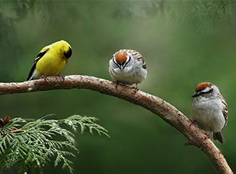 Caring for the wildlife in your garden