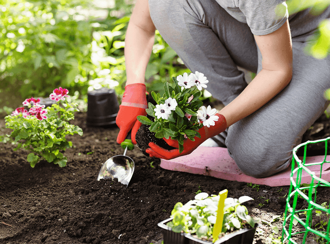 Spring Planting: The best bulbs and seeds to plant right now!