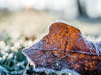 Tackling the winter garden growth