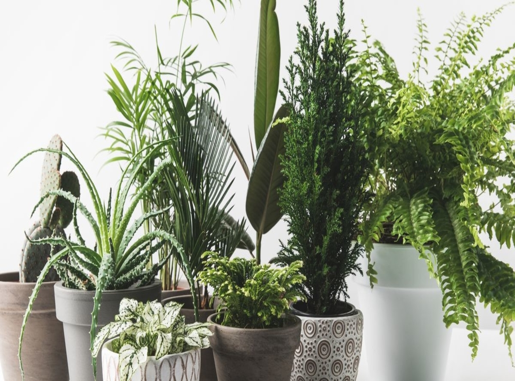 Say Aloe to Houseplants!