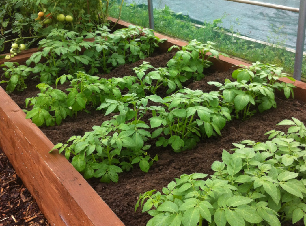 Grow your own... Potatoes!